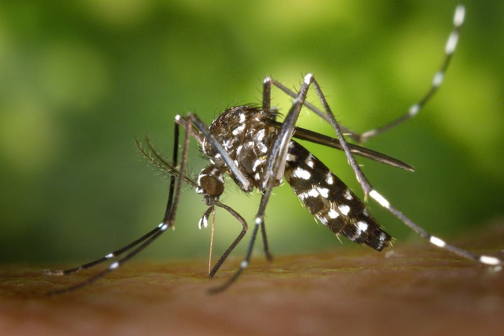 Revisa cómo identificar al mosquito transmisor del dengue y diferenciarlo de uno común. Foto referencial.