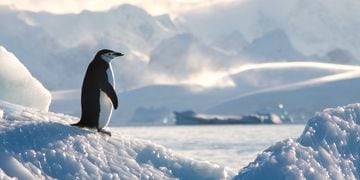 Pingüino Antártica