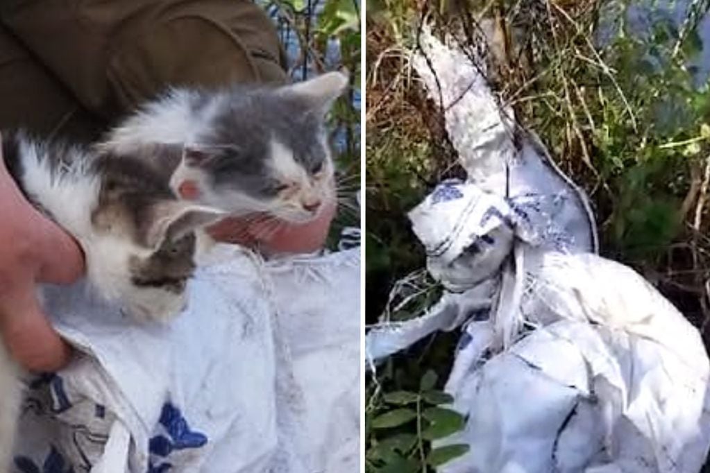 Video de Carabineros muestra el cruel abandono de dos gatitos en Temuco.