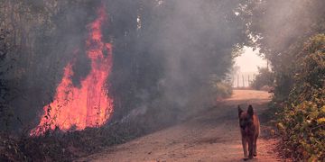 Se reactivo incendio forestal en Quillòn.