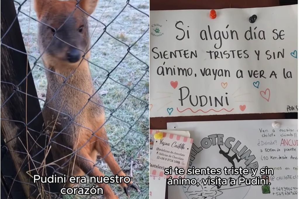 ¡Tragedia en Chiloé! Perro se metió a centro de rescate y mató a dos pudús.