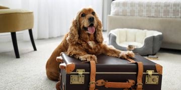 hotel mascotas perros vacaciones