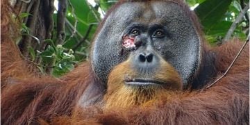 Orangután usando planta medicinal