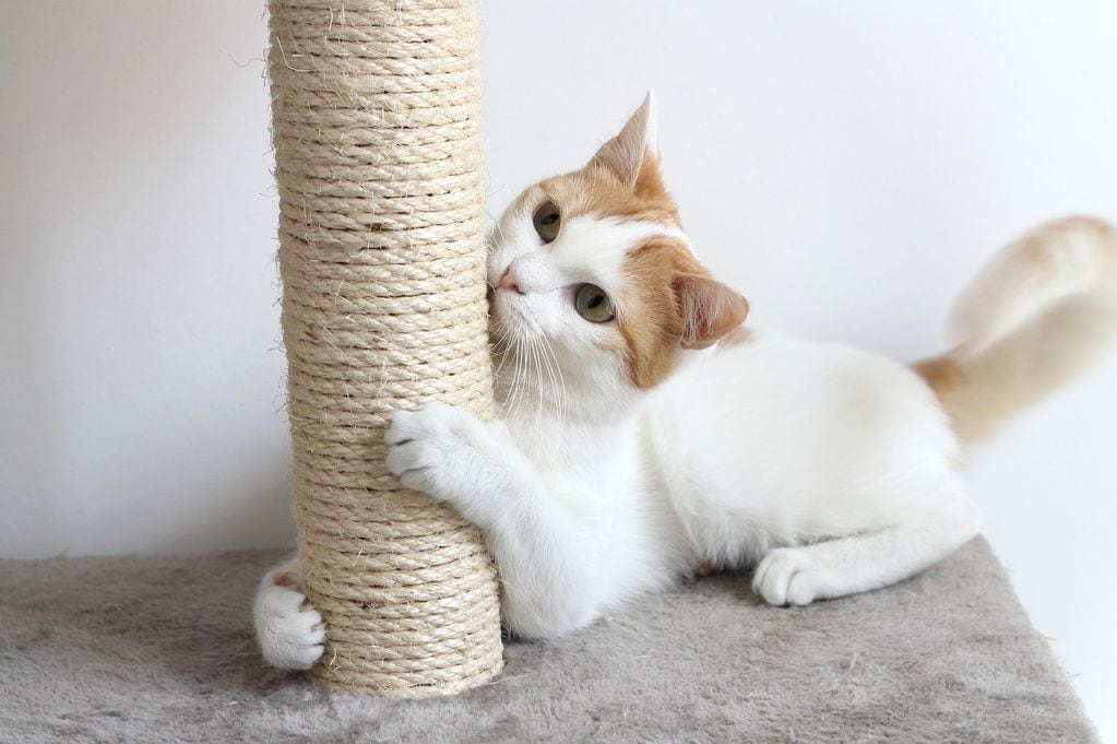 Los rascadores pueden ser una gran entretención y distracción para los gatos. Especialmente para los que son de indoor.