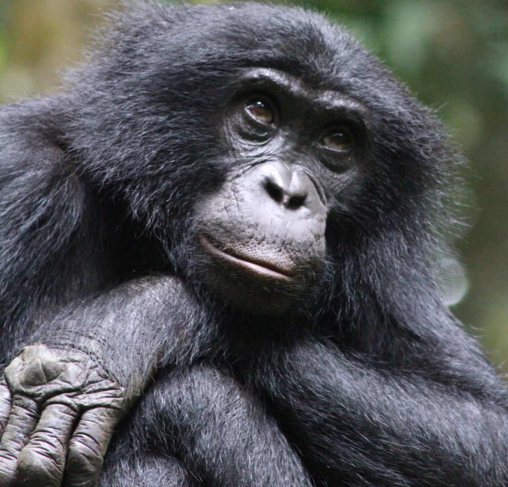 Bonobo en la selva. FOTO: Isabel Behncke.