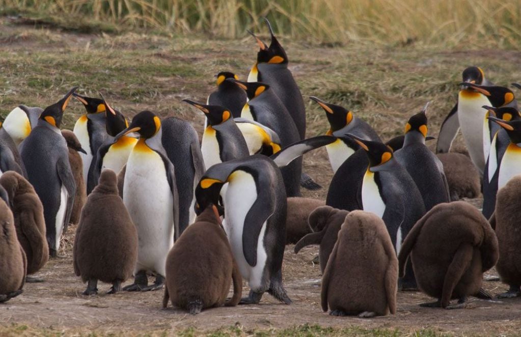 Pingüinos rey junto a polluelos. FOTO: Ivo Tejeda