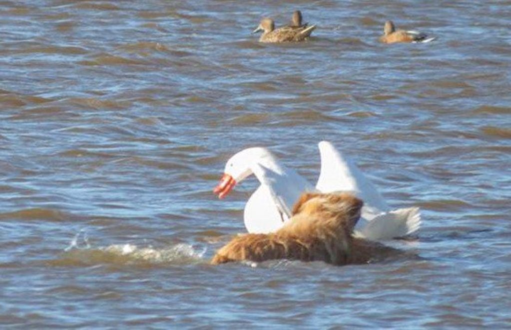 Perro ataca a un cisne coscoroba en Magallanes.