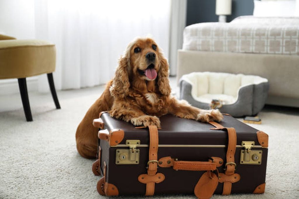 Requisitos para viajar en avión con tu mascota. Foto referencial