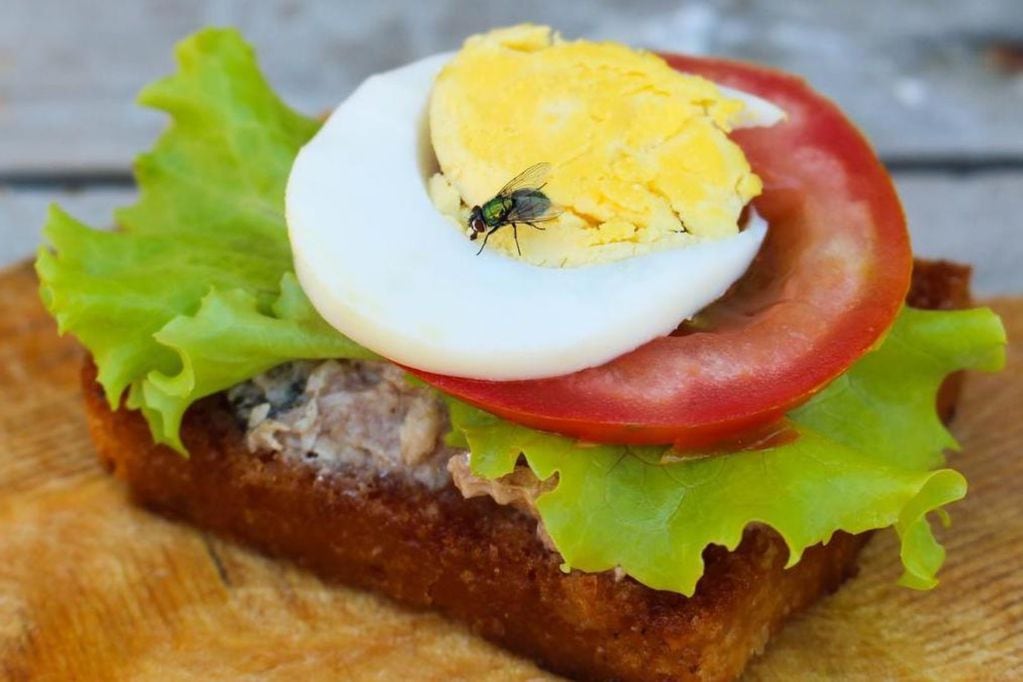 Cuidado con lo que estás comiendo: así es cómo las moscas ingieren tus alimentos