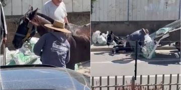 repudiable maltrato a caballo que colapsó en plena calle en Villa Alemana