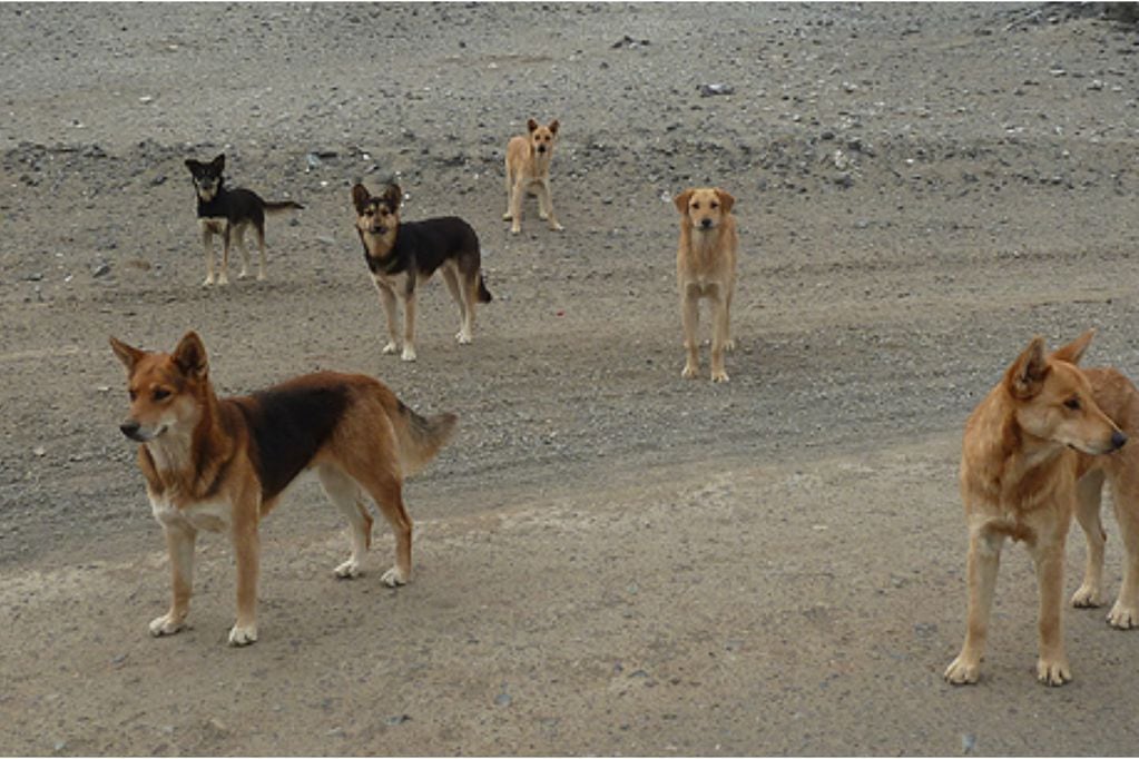 Seremi descarta aplicar eutanasia a 4.500 perros en San Pedro de Atacama.