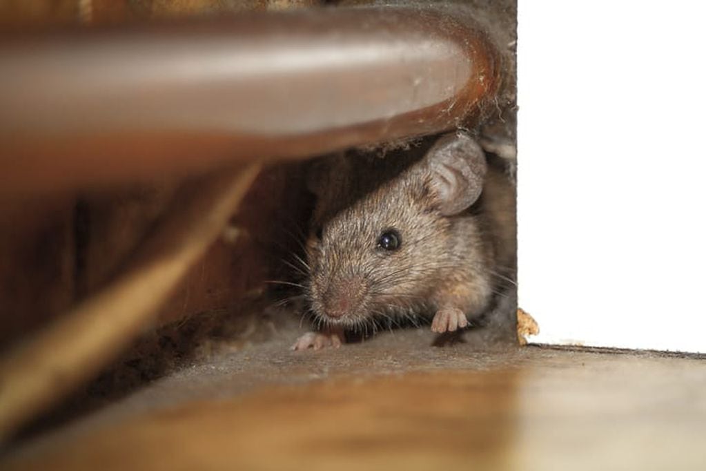 Cómo ahuyentar o hacer que las ratas o ratones se vayan de la casa