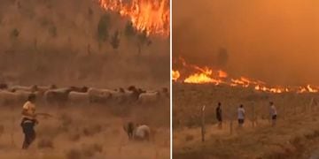 VIDEO: Ovejas corren hacia incendio ante la desesperación de sus dueños en Galvarino