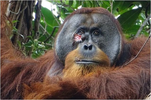Orangután usando planta medicinal