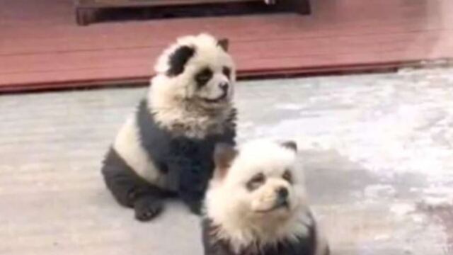 Insólito: zoológico chino pintaba pelaje de perros para hacerlos pasar por pandas