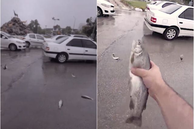 "lluvia de peces" viral
