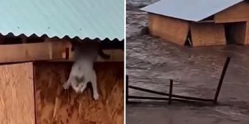 Gato que saltó al agua - matinal Buenos Días Todos TVN