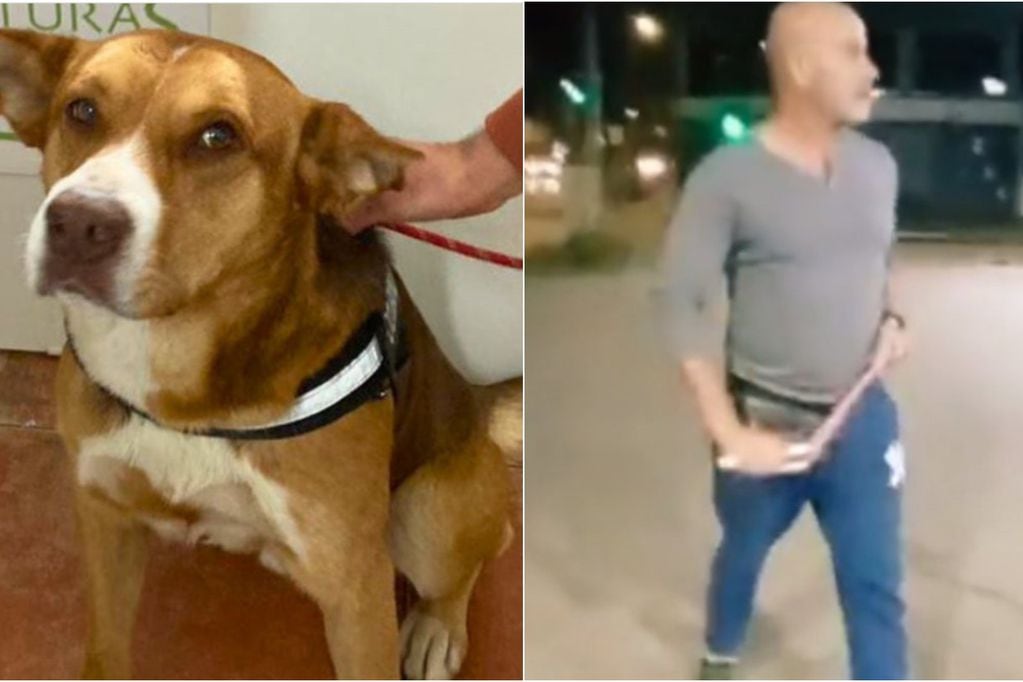 Perrito maltratado en Villa Alemana está sano y salvo y pronto será adoptado
