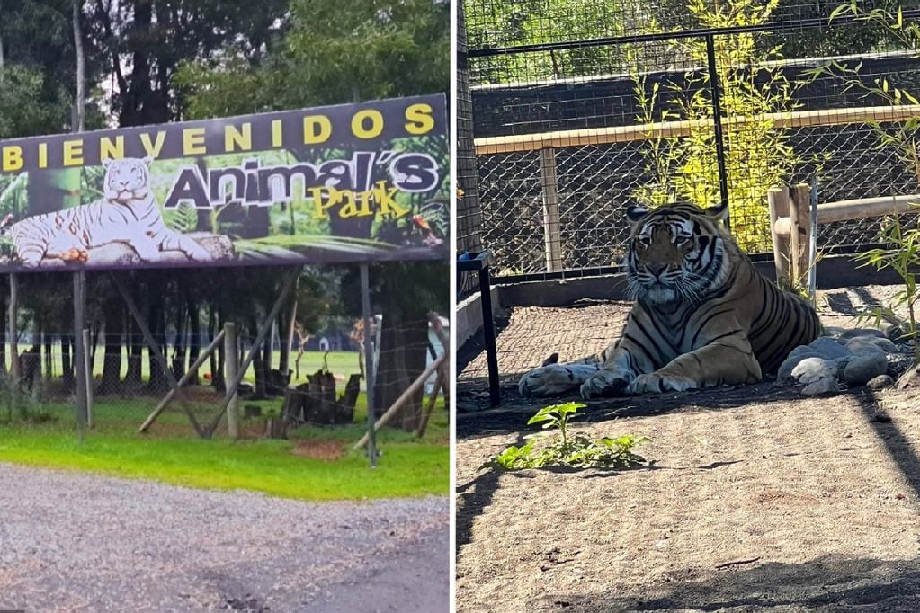 El tigre atacó al cuidador cuando éste salía de la jaula, al interior del Zoológico Animals Park.
