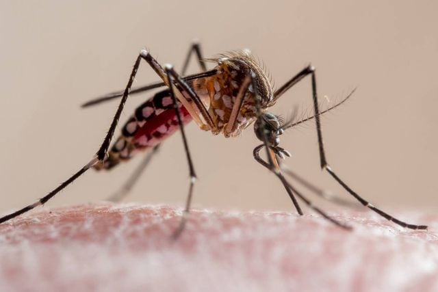 Cómo reconocer al mosquito que transmite el dengue