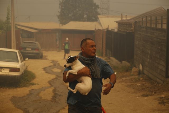 VIÑA DEL MAR: Bomberos combate las llamas en sector Las Pataguas