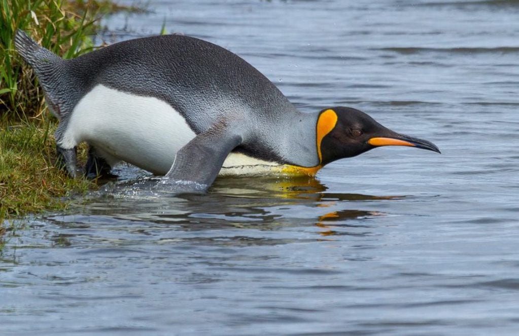 Un pingüino se mete al agua. FOTO: Rodrigo Tapia