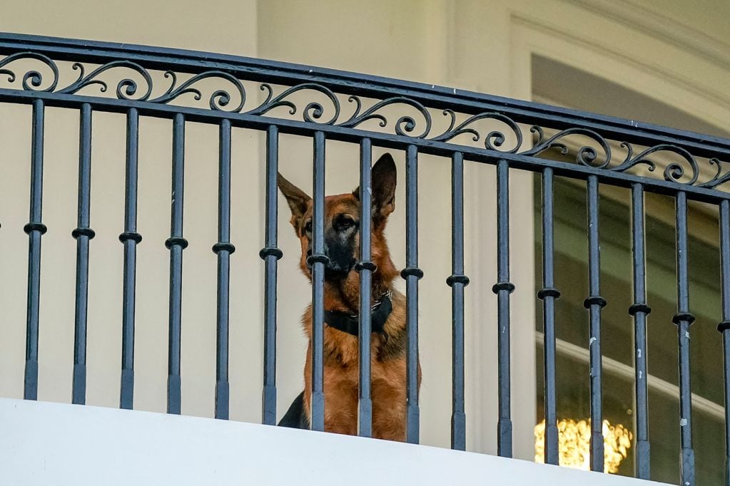 Se portó pésimo: por qué el perro de Joe Biden fue expulsado de la Casa Blanca. Foto: REUTERS/Ken Cedeno