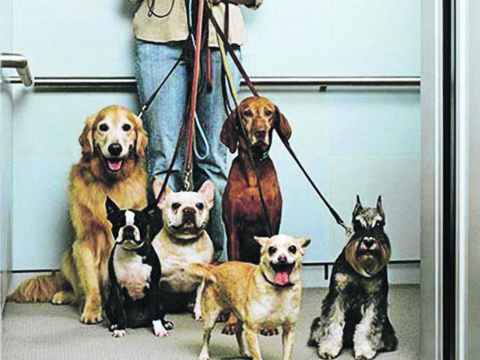 Perros callejeros podrán incorporarse a Brigada Canina del SAG