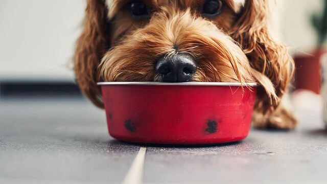 perro bowl plato comida sucio biofilm
