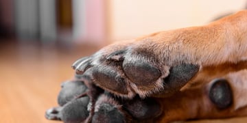 “No merecían morir de esta forma”: vecinos denuncian envenenamiento de perros en campamento de Antofagasta