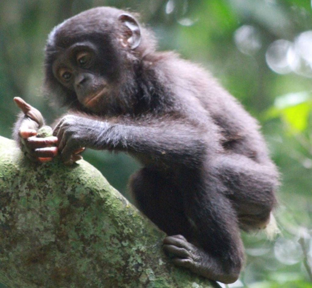 Cría de bonobo. FOTO: Isabel Behncke.