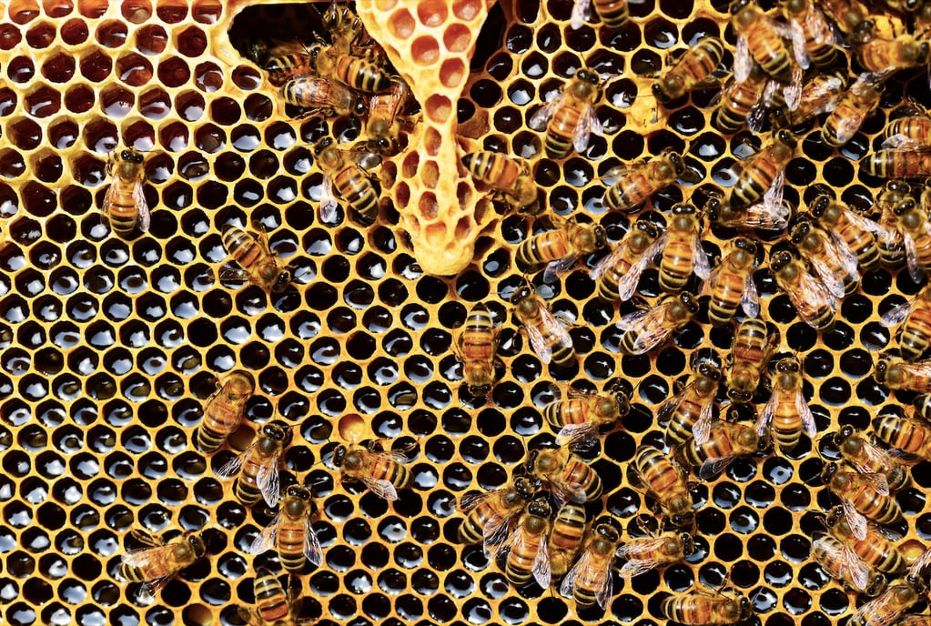 Encuentran miles de abejas en casa de Estados Unidos - Foto referencial