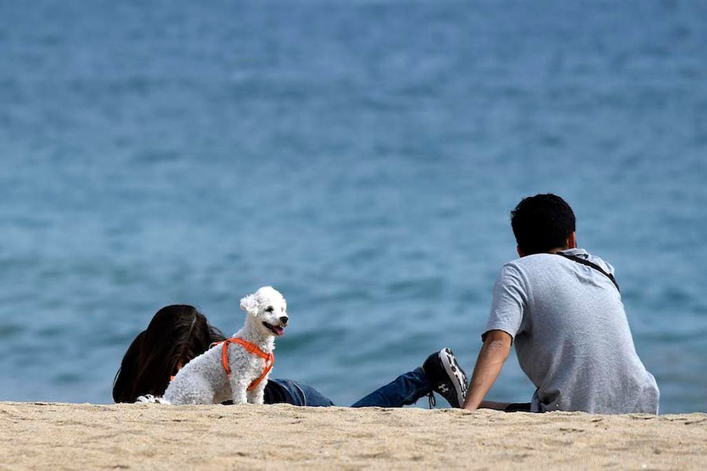 29 DE MARZO 2020/VIÑA DE MAR
Un perro cuidado por su dueño en la playa del borde costero , durante la crisis sanitaria del Coronavirus COVID-19 que afecta al país.
FOTO: PABLO OVALLE ISASMENDI/AGENCIAUNO