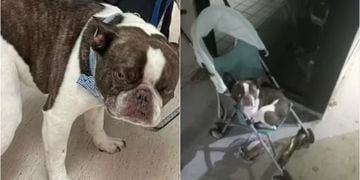 Indignante: mujer abandonó a su perro en aeropuerto porque no podía llevarlo en el avión sin jaula