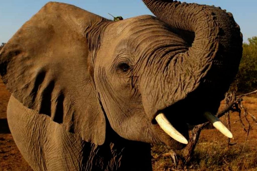 Empresario chileno habría cazado elefante en África para convertirlo en mueble