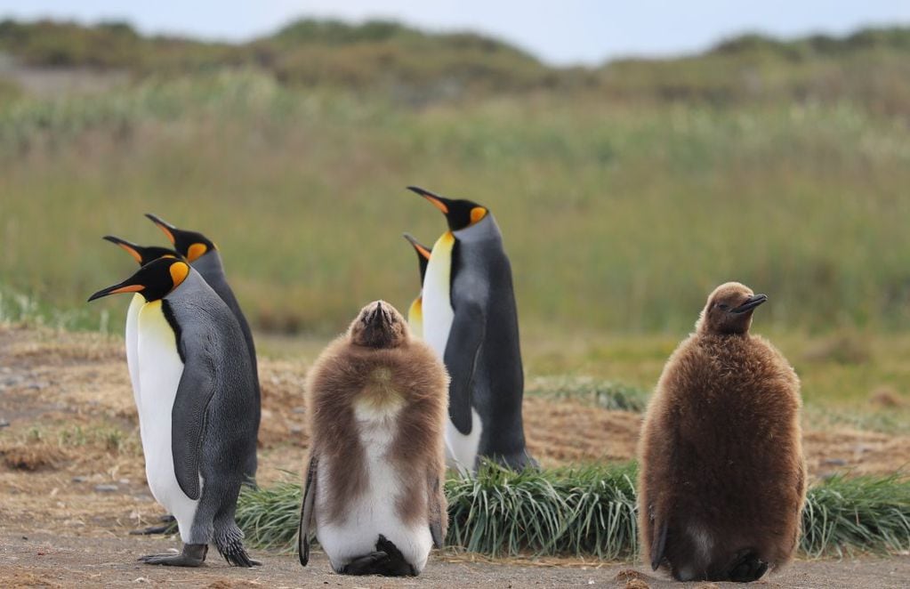 Pingüinos rey adultos junto a polluelos. FOTO: Matías Molina