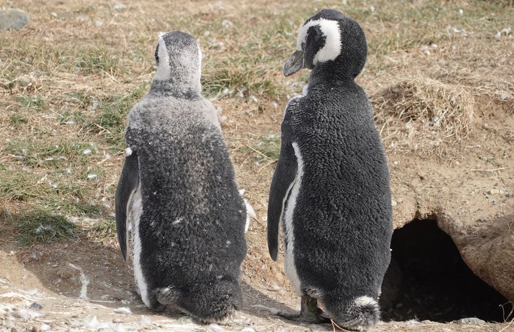 Pareja de pingüinos de espalda. FOTO: Guido Macari