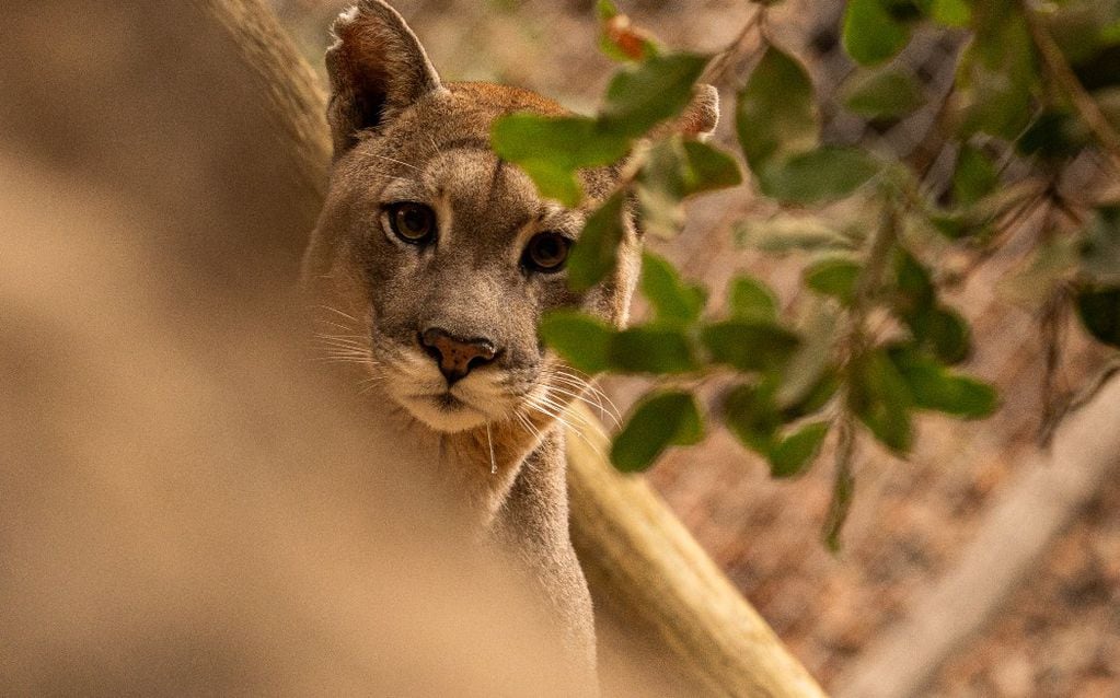 Puma curioso mira a la cámara. FOTO: Kendra Ivelic