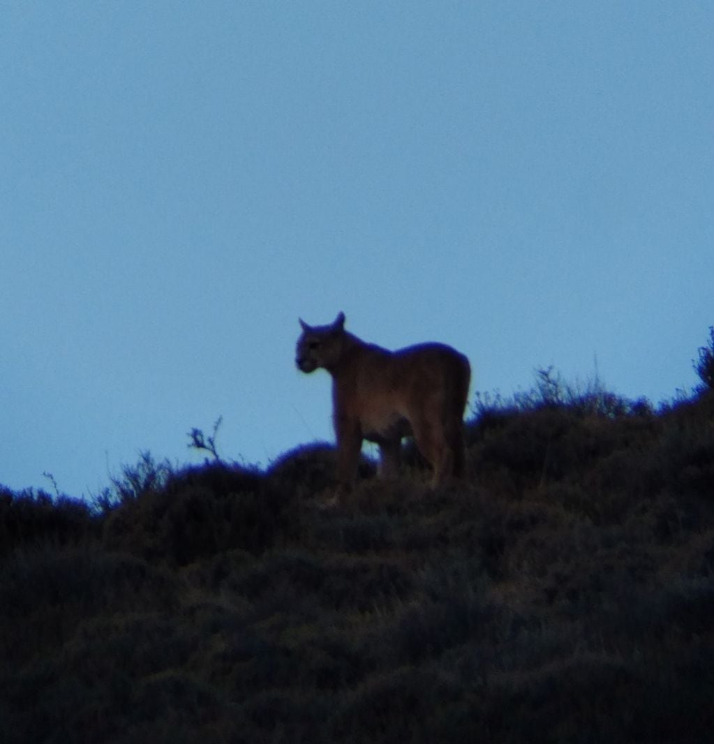 Puma se pierde tras el cerro durante las primeras horas de la mañana. FOTO: Guido Macari