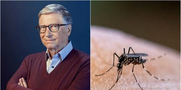 Mosquito Bill Gates