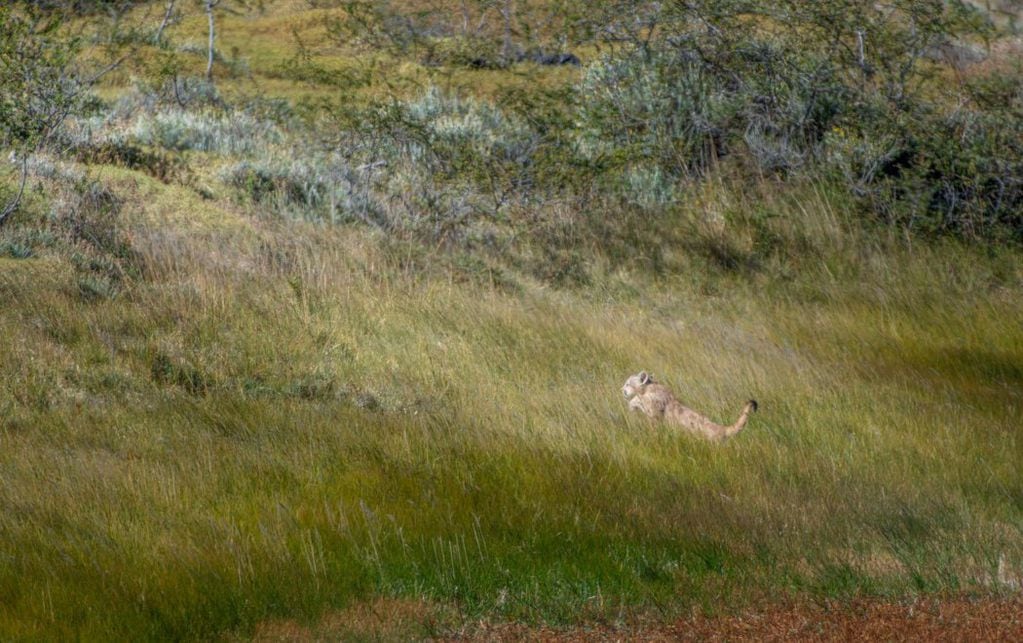Puma cachorro se abalanza a los pastizales. FOTO: Miguel Fuentealba
