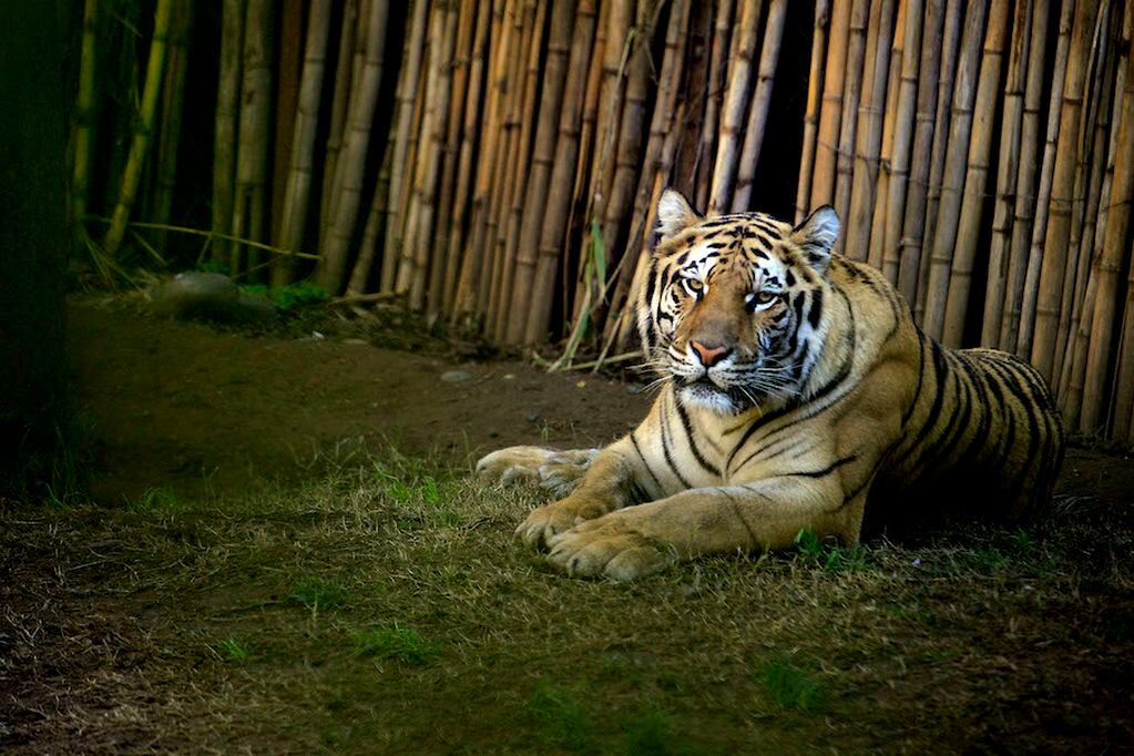 12 de JULIO de 2012/SANTIAGO   FOTO: Los visitantes tendrán la posibilidad de conocer de cerca la belleza del tigre de bengala. OSVALDO VILLARROEL / AGENCIAUNO




