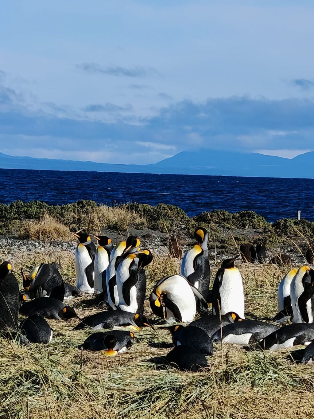 Los pingüinos llegan hasta el sector de Bahía Inútil, en Tierra del Fuego. 