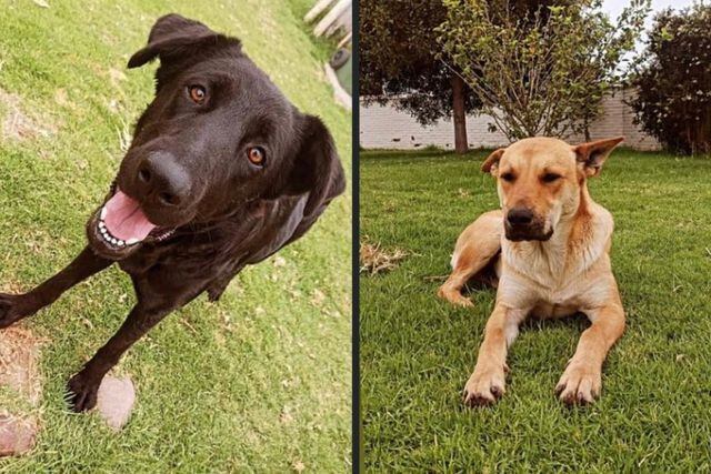 Llorón y Negri, perros que habrían sido asesinados en de La Serena