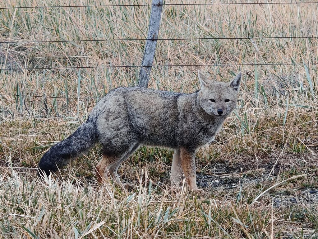 Un zorro de Tierra del Fuego. Foto: Paulo Quinteros.