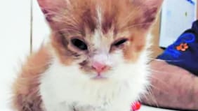 Niña que torturó a gatita Emma sufre trastorno psicótico