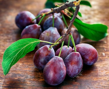 Rusia rechazó cargamentos de fruta chilena por riesgo sanitario ante detección de hongo