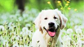 "Patean la perra" con las alergias igualito que los humanos