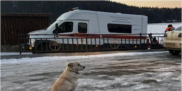perrita espera a su dueño