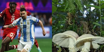 Messi y el Cercopemyces messii.